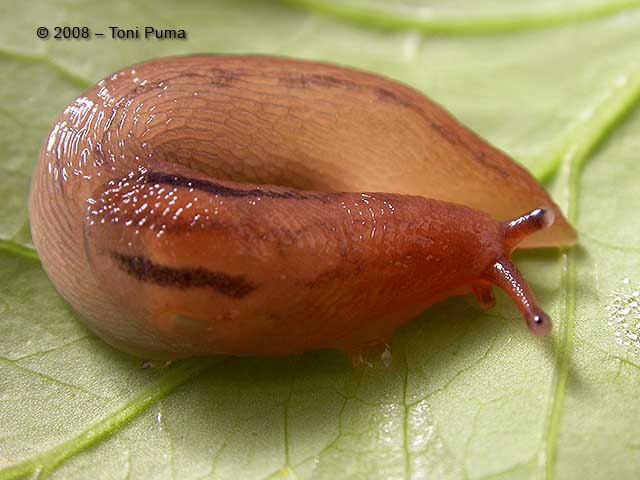 Lehmannia dal comprensorio etneo (Sicilia)